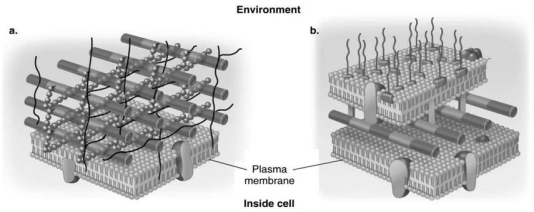 Figure 4.3    -In Figure 4.3,which diagram of a cell wall is a gram-negative cell wall? A) a B) b C) both a and b D) neither a nor b E) The answer cannot be determined based on the information provided.