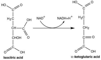Figure 5.1   -Which compound is being reduced in the reaction shown in Figure 5.1? A) isocitric acid and α-ketoglutaric acid B) α-ketoglutaric acid and NAD⁺ C) NAD⁺ D) NADH E) NADH and isocitric acid