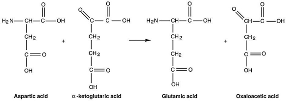 Figure 5.2   -What type of reaction is in Figure 5.2? A) decarboxylation B) transamination C) dehydrogenation D) oxidation E) reduction