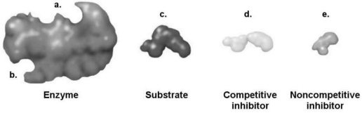 Figure 5.3   -How would a noncompetitive inhibitor interfere with a reaction involving the enzyme shown in Figure 5.3? A) It would bind to a. B) It would bind to b. C) It would bind to c. D) It would bind to d. E) The answer cannot be determined based on the information provided.