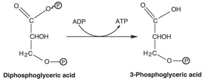 Figure 5.4   -How is ATP generated in the reaction shown in Figure 5.4? A) glycolysis B) fermentation C) photophosphorylation D) oxidative phosphorylation E) substrate-level phosphorylation