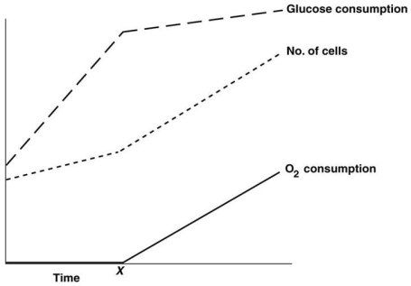 Figure 5.6   -The rates of O₂ and glucose consumption by a bacterial culture are shown in Figure 5.6.Assume a bacterial culture was grown in a glucose medium without O₂.Then O₂ was added at the time marked X.The data indicate that A) these bacteria don't use O₂. B) these bacteria get more energy anaerobically. C) aerobic metabolism is more efficient than fermentation. D) these bacteria cannot grow anaerobically.