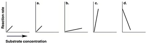 Figure 5.7   -The graph at the left in Figure 5.7 shows the reaction rate for an enzyme at its optimum temperature.Which graph shows enzyme activity at a higher temperature? A) a B) b C) c D) d