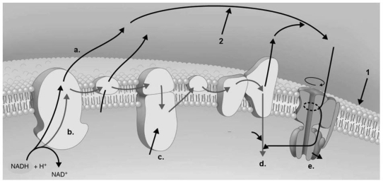 Figure 5.8    -In Figure 5.8,where is ATP produced? A) a B) b C) c D) d E) e