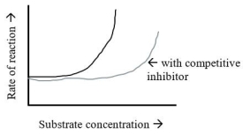 Insert non-labeled graph from page 150- replica created and inserted below   The graph shows the normal reaction rate of an enzyme and the reaction rate when a competitive inhibitor is present.Which description below explains the appearance of the graph? A) As the substrate concentration increases,the activity of the enzyme decreases. B) As the substrate concentration increases,the effect of the inhibitor was overcome and enzyme activity was restored. C) As the enzyme concentration increased,the effect of the inhibitor was overcome and enzyme activity was restored. D) As the enzyme concentration increased,the effect of the inhibitor was more pronounced. E) As the competitive inhibitor concentration decreased,the reaction rate also decreased.