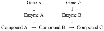 Figure 8.3 - Metabolic Pathway    -In Figure 8.3,if compound C reacts with the allosteric site of enzyme A,this would exemplify A) a mutation. B) repression. C) feedback inhibition. D) competitive inhibition. E) transcription.