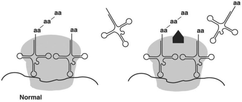 Figure 8.4   -In Figure 8.4,the antibiotic chloramphenicol binds the 50S large subunit of a ribosome as shown (the light gray area is the large subunit,while the black shape is the drug) .From this information you can conclude that chloramphenicol A) prevents transcription in eukaryotes. B) prevents translation in eukaryotes. C) prevents transcription in prokaryotes. D) prevents translation in prokaryotes. E) prevents mRNA-ribosome binding.