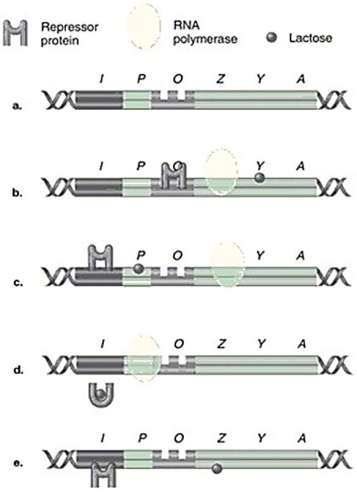 Figure 8.5   -In Figure 8.5,which model of the lac operon correctly shows RNA polymerase,lactose,and repressor protein when the structural genes are being transcribed? A) a B) b C) c D) d E) e