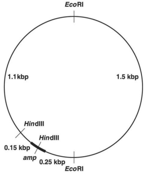 Figure 9.1    -In Figure 9.1,after digestion with the appropriate restriction enzyme,what is the smallest piece containing the entire ampicillin-resistance (amp) gene? A) 0.17 kbp B) 0.25 kbp C) 1.08 kbp D) 1.50 kbp E) 3) 00 kbp