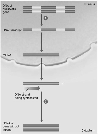 Figure 9.2    -In Figure 9.2,the enzyme in step 2 is A) DNA polymerase. B) DNA ligase. C) RNA polymerase. D) reverse transcriptase. E) spliceosome.