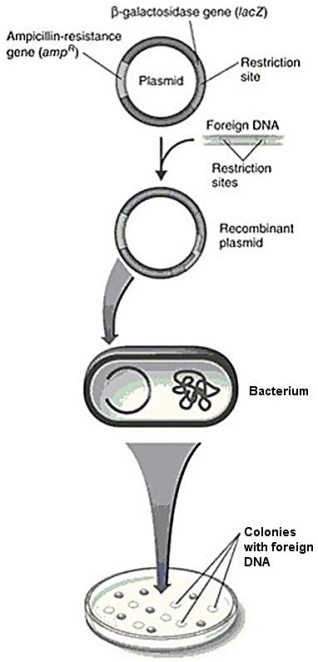Figure 9.4   In Figure 9.4,the bacteria transformed with the recombinant plasmid and plated on media containing ampicillin and X-gal will A) form blue,ampicillin-resistant colonies. B) form blue,ampicillin-sensitive colonies. C) form white,ampicillin-resistant colonies. D) form white,ampicillin-sensitive colonies. E) not grow.