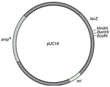 Figure 9.5    -Which of the following methods would be used to introduce the plasmid shown in Figure 9.5 into E.coli? A) microinjection B) transformation C) gene guns D) Ti plasmids and Agrobacterium