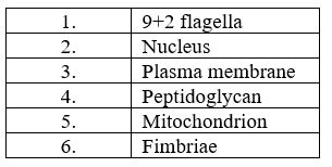 <strong>Table 10.1 In Table 10.1,which feature(s)is (are)found only in prokaryotes?</strong> A)1,2,3 B)4,6 C)2 D)1 E)2,4,5