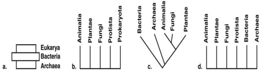 Figure 10.5     Choose one of the phylogenetic schemes in Figure 10.5 and explain why you feel it is preferable to the others.