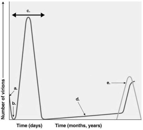 Figure 13.2    -Assume a patient had chickenpox (human herpesvirus 3) as a child.Which line on the graph in Figure 13.2 would show the number of viruses present in this person as a 60-year-old with shingles (human herpesvirus 3) ? A) a B) b C) c D) d E) e