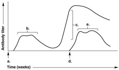 Figure 17.1    -In Figure 17.1,which letter on the graph indicates the patient's secondary response to a repeated exposure with the identical antigen? A) a B) b C) c D) d E) e