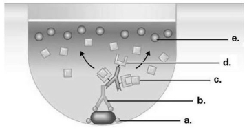 Figure 18.1    -In Figure 18.1,items c and e are different from each other.How are they different? A) Item c is the enzyme that modifies item e,the substrate. B) Item e is the enzyme that modifies the substrate,item c. C) Item c is the substrate acted on by the enzyme in the assay,and item e is the colored end product of that enzymatic reaction. D) Item e is the substrate acted on by the enzyme in the assay,and item c is the colored end product of that enzymatic reaction.