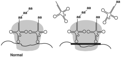 Figure 20.1    -In Figure 20.1,why is tetracycline selectively toxic against bacteria? A) Eukaryotic cells will enzymatically destroy the drug. B) Eukaryotic cells will actively pump the drug out of their interiors. C) The drug affects peptidoglycan synthesis,and eukaryotic cells have no peptidoglycan. D) The drug binds to the 30S small ribosomal subunit - eukaryotes have a 40S small subunit. E) Eukaryotes lack a small ribosomal subunit,so the drug cannot negatively affect them.