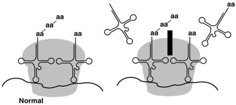 Figure 20.2    -In Figure 20.2,chloramphenicol binds to the 50S ribosome subunit.What effect would occur if this drug is administered to a eukaryote? A) Nothing - eukaryotes have a 60S large ribosomal subunit,not a 50S. B) The drug would effectively shut down protein synthesis in the eukaryote. C) The drug would bind instead to the 30S ribosome subunit,but still shut down protein synthesis. D) The drug would bind to the 50S ribosome subunit,but at a different location,and protein synthesis would continue.