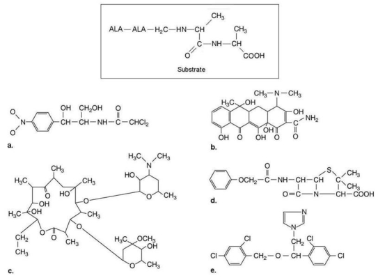 Figure 20.3   The substrate for transpeptidase used to synthesize peptidoglycan is shown in Figure 20.3.Which of the drugs shown would inhibit peptidoglycan synthesis? A) a B) b C) c D) d E) e