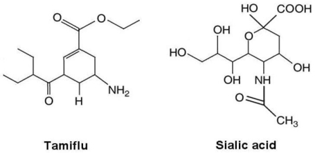 <strong>Figure 20.4   The structures of the influenza drug Tamiflu and sialic acid,the substrate for influenza virus's neuramidase,are shown in Figure 20.4.What is the method of action of Tamiflu?</strong> A)inhibits cell wall synthesis B)inhibits plasma membrane synthesis C)inhibits synthesis of neuramidase D)competitive inhibition E)prevents synthesis of virus spikes <div style=padding-top: 35px> 