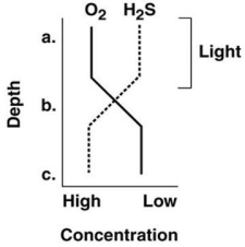 Figure 27.2    -Where are the benthic microbes such as Desulfovibrio and Clostridium most likely to be found in Figure 27.2? A) a B) b C) c D) a and b E) b and c