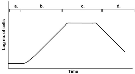 Figure 28.1    -In Figure 28.1,assume the cells are your desired product and you want to maintain a continuous culture.Remember,the top lines/markings indicate the different phases observed in the curve below them.When would you harvest cells to maximize your yield? A) a B) b C) c D) d