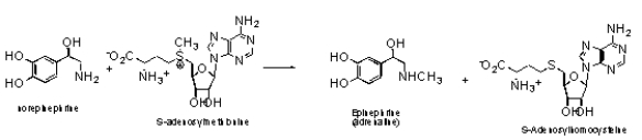 For the transformation of norepinephrine to epinephrine (adrenaline) ,what is the likely mechanism?   A)  S<sub>N</sub>1 B)  S<sub>N</sub>2 C)  E1 D)  E2 E)  both A and B are likely