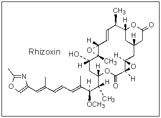 How many stereogenic (chiral) centers are found in Rhizoxin?   A)  5 B)  7 C)  9 D)  11 E)  14