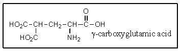 It was not until 1974 that <font face= symbol ></font>-carboxyglutamic acid (shown below) was discovered (by researchers at the University of Colorado) in polypeptides.Based on your knowledge of organic chemistry,what is the most likely reason that this particular amino acid escaped identification so long?   A)  It tended to spontaneously form a cyclic anhydride:   B)  It tended to spontaneously lose carbon dioxide:   C)  It easily underwent a reverse-Knovenagle reaction:   D)  It tended to spontaneously form a cyclic amide (lactam) :   E)  It was simply too polar to extract into non-polar organic solvents.