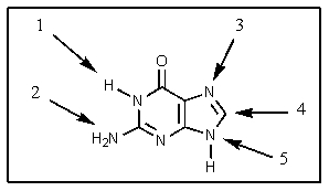 In a DNA molecule,at which point would the base shown be attached to a deoxyribose fragment?   A)  1 B)  2 C)  3 D)  4 E)  5