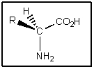 Although traces of racemic amino acids have been found in meteorites,nearly all naturally occurring amino acids on Earth have the stereochemistry shown.What is true of this stereochemistry? (Assume R = alkyl)    A)  Amino acids are of the (R) configuration. B)  Amino acids are of the (S) configuration. C)  Amino acids are not chiral. D)  Amino acids are meso compounds. E)  Amino acids easily change configuration.