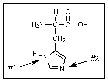 Which nitrogen in the imidazole ring of histidine is the more basic?   A)  #1 B)  #2 C)  both have same basicity D)  neither is basic E)  the histidine N-H is actually acidic