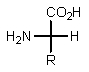 Which of the following represents how a typical amino acid would mainly exist in basic solution (pH > 7) ? A)    B)    C)    D)    E)  None of the above.