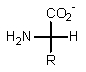 Which of the following represents how a typical amino acid would mainly exist in basic solution (pH > 7) ? A)    B)    C)    D)    E)  None of the above.