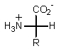 Which of the following represents how a typical amino acid would mainly exist in basic solution (pH > 7) ? A)    B)    C)    D)    E)  None of the above.