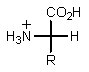 Which of the following represents how a typical amino acid would mainly exist in basic solution (pH > 7) ? A)    B)    C)    D)    E)  None of the above.