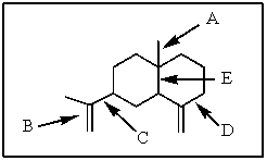 Of those indicated,which would be the shortest carbon-carbon bond in <font face= symbol ></font>-selinene?   A)  A B)  B C)  C D)  D E)  E