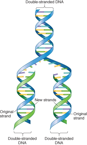 You are a scientific illustrator working on this figure.Your primary intention when revising this figure is to emphasize the concept of semi-concervative replication.What color changes would you make to the figure to enhance comprehension?   A)make all DNA strands blue in the figure B)make the dsDNA a blue-green hybrid and each newly synthesized strand of the color that makes the new dsDNA blue-green hybrid in appearance too C)change all DNA strands to be different colors D)do not make any changes,semi-conservative replication is clearly conceptualized E)all suggestions are equally informative