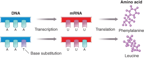 The figure shown here relates to the flow of information from DNA to RNA to protein.Select the correct alternative scenario(s) for insertion of leucine instead of phenylalanine during translation.    A) Error prone RNA polymerase creates a mutant mRNA from a correct DNA template B) Mutated tRNA introduces leucine instead of phenylalanine against the correct mRNA sequence C) Mutated ribosome creates a environment where mRNA-tRNA mismatches occur infrequently D) Both a and b are possible correct scenarios E) All of these possibilities could explain the translational error