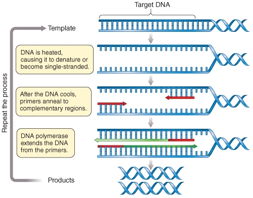 Figure B1.1 represents an artist's attempt to illustrate the process of PCR.How many errors/omissions do you notice in this figure? (Select all that apply)    A) DNA strands are not fully denatured B) Primers are not shown in the illlustration C) PCR products are not shown in the illustration D) Taq polymerase is not shown in the illustration E) dNTPs are not shown in the illustration