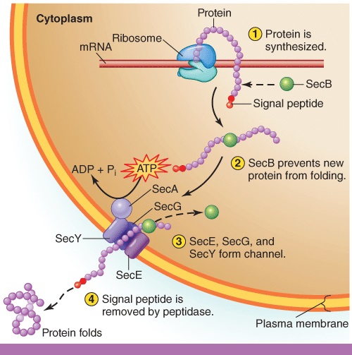 Which of the following terms would best summarize the function of the general secretory pathway shown in Fig2.13?   A) translocase B) transacetylase C) peptide entry facilitation D) transaminase E) none is appropriate