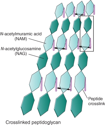 Which structure should be correctly labeled  Peptide chain ?   A) light green hexagon B) dark green hexagon C) pink vertical structure D) black horizontal structure E) none is a correct choice