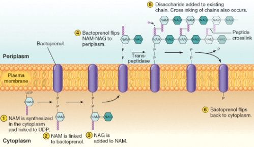 Which of these molecules has been modified by kinase activity? (Select all that apply)    A) NAM B) UDP C) Bactoprenol D) Transpeptidase E) None is a correct choice