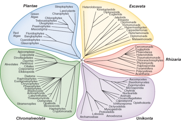 The definition of a clade is  a group of organisms sharing a common phylogenetic history.Which of the following pairings shows organisms from the same clade?   A) animals and land plants B) animals and ichthiosporia C) charophytes and chlorophytes D) apicomplexan and Amoebozoa E) unikonta and excavate
