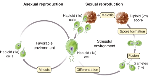 Are the cells which emerge from the Chlamydomonas cyst genetically identical to those which entered it? Identify the correct statement:   A) None will have the same genetic makeup as the cells which began the adaptive cycle B) All will have the same genetic makeup as the cells which began the adaptive cycle C) Some may have the same genetic makeup as the cells which began the adaptive cycle D) No cells survive the unfavorable environmental change E) Mitosis occurs within the cyst,no genetic alterations will occur