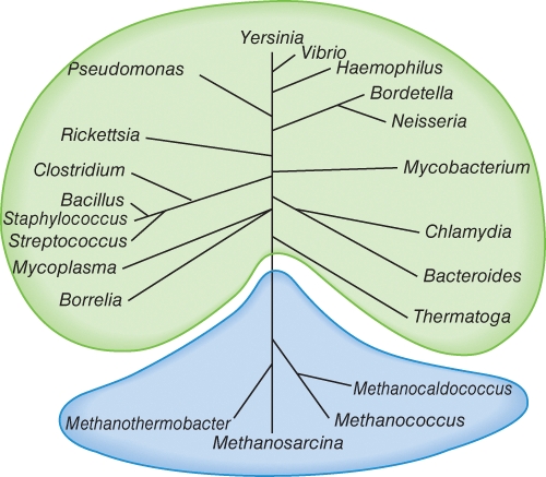 Where do you see new phylogenetic studies in disagreement with the relatedness you might expect from morphological and biochemical comparisons of prokaryotic cells? (Select all that apply)    A) Staphylococcus,Bacillus B) Thermatoga,Methanothermobacter C) Staphylococcus,Streptococcus D) Bacillus,Clostridium E) Methanococcus,Methanocaldococcus