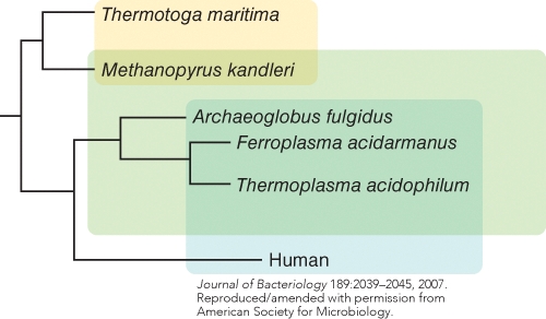 Which conclusion might reliably be drawn from the data shown in this figure? (Select all that apply)    A) all Archaeal species evolved through a rapid radiative burst B) Archaeal species evolved over long periods of times C) Archaeal divergence from Bacteria took less time than Eukaryal divergence from Archaea D) Archaea are evolutionarily equidistant from Eukarya and Bacteria E) All are correct conclusions
