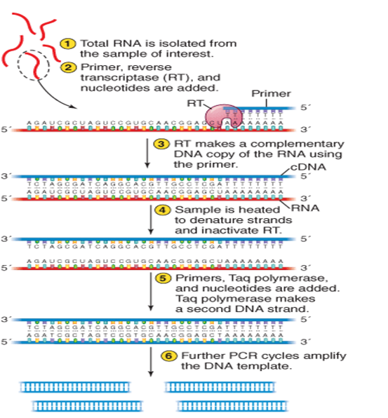 Examine this figure critically.Which aspect of the figure seems unsuitable for RT-PCR of viral genomes?   A) use of reverse transcriptase B) poly-T primer C) use of Taq polymerase D) use of dNTP nucleotides E) use of multiple PCR cycles Anwer: b