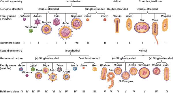 Based on the Baltimore and ICTV classification scheme information provided,which description best fits the Herpesviridae family?   A) double stranded DNA virus using DNA polymerase to replicate B) double stranded RNA virus using an RNA polymerase to replicate C) single stranded RNA virus using an RNA polymerase to replicate D) single stranded DNA virus using DNA polymerase to replicate E) none of the choices is correct
